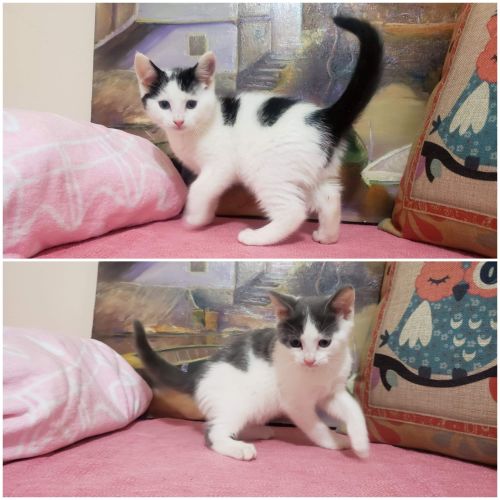 Rescue Kitten Showroom