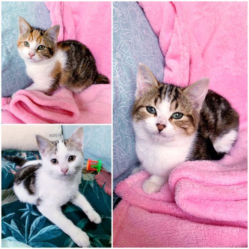 Rescue Kitten Showroom