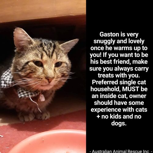 💛Gaston💛