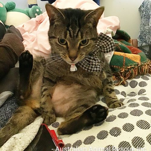 🐾🐾🐾Pluto🐾🐾🐾