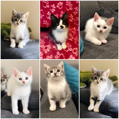 Rescue Kitten Showroom