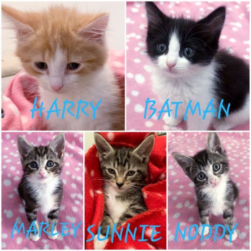 Rescue Kitten Showroom