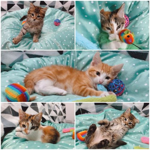 Rescue Kitten Showroom