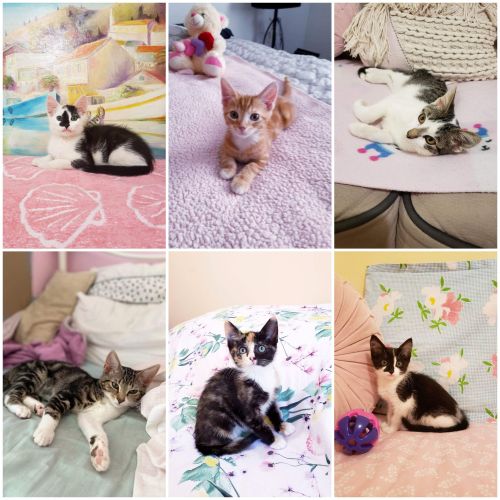 Rescue Kitten Showroom