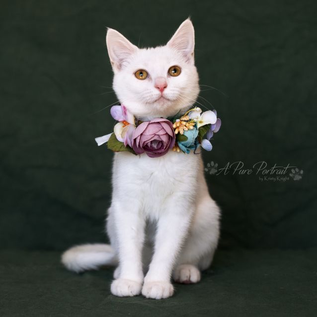 Photo of Marshmellow 