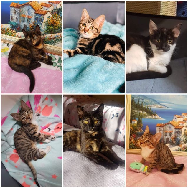 Photo of Rescue Kitten Showroom