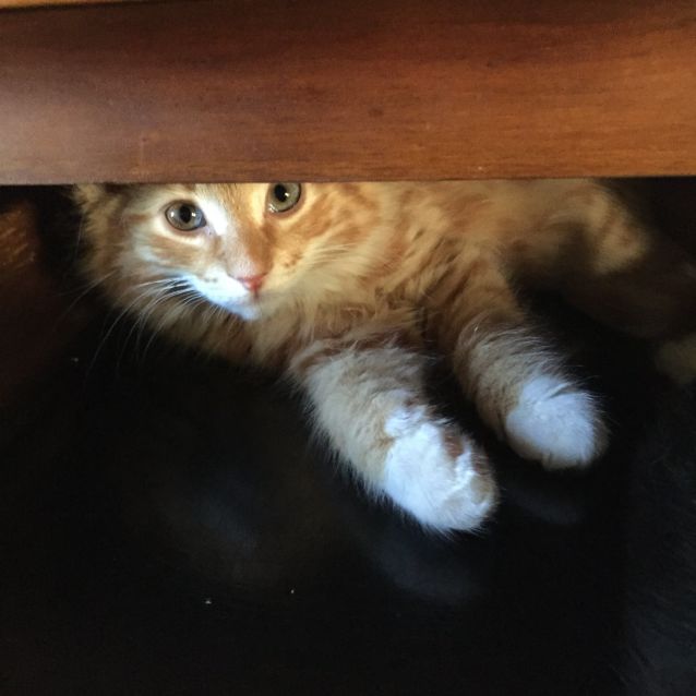 Photo of Bentley ^^Dandy Cat Rescue^^