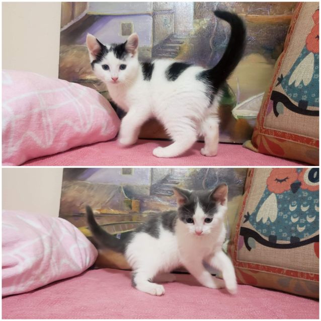 Photo of Rescue Kitten Showroom