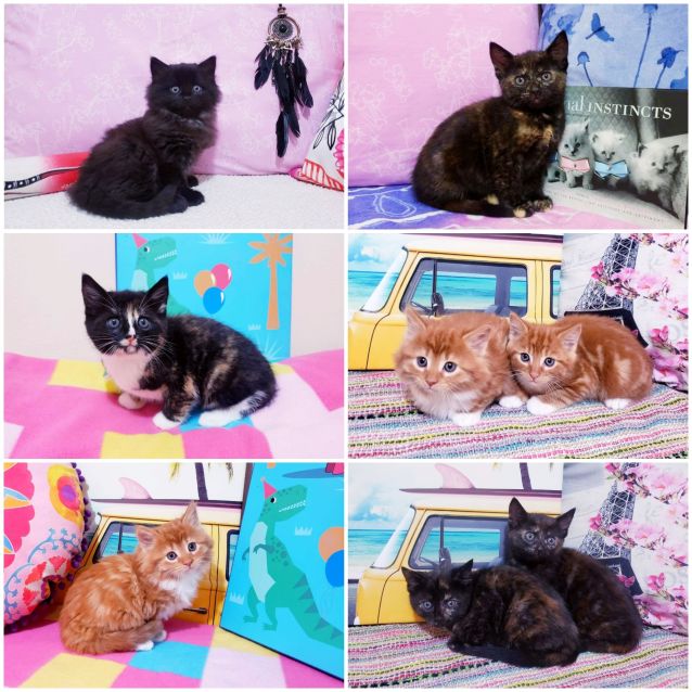 Photo of Rescue Kitten Showroom