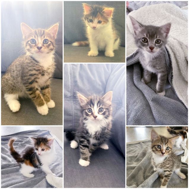 Photo of Rescue Kitten Showroom