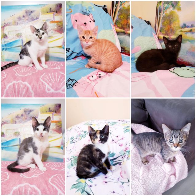 Photo of Rescue Kitten Showroom