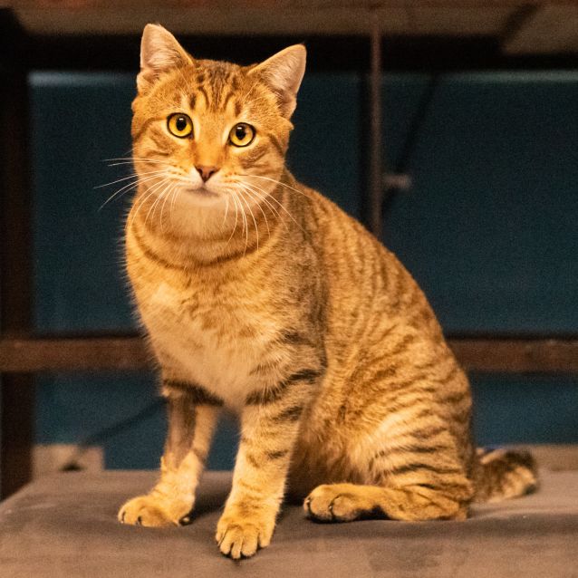 Photo of Maverick