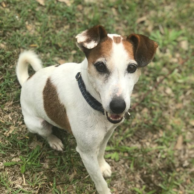 Duncan - Small Male Italian Greyhound x Jack Russell Terrier Mix Dog in ...