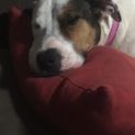 Photo of Lulu