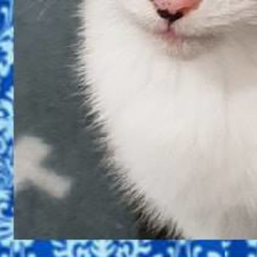patches