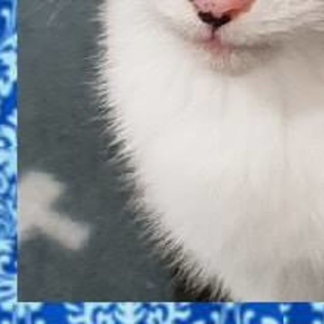 Photo of Patches