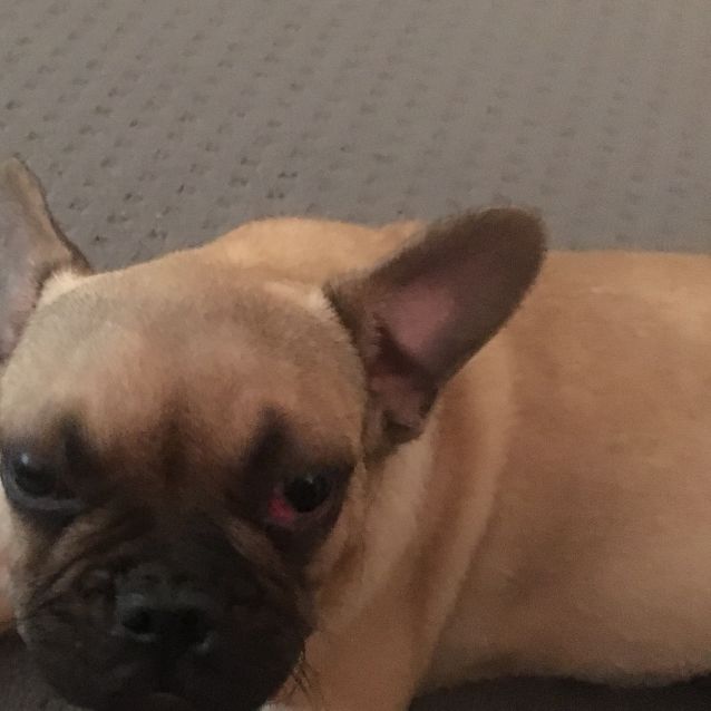 Photo of Frankie The Frug