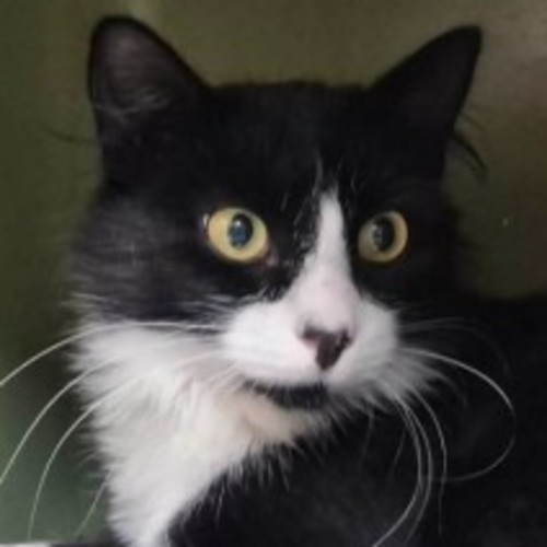 Tuxy **2nd Chance Cat Rescue **