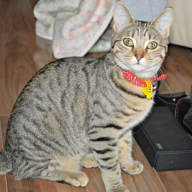 Photo of Tigi (To Be Adopted With Minnie)