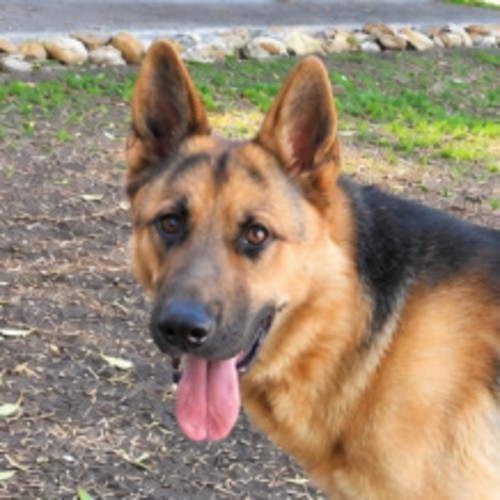 Odin