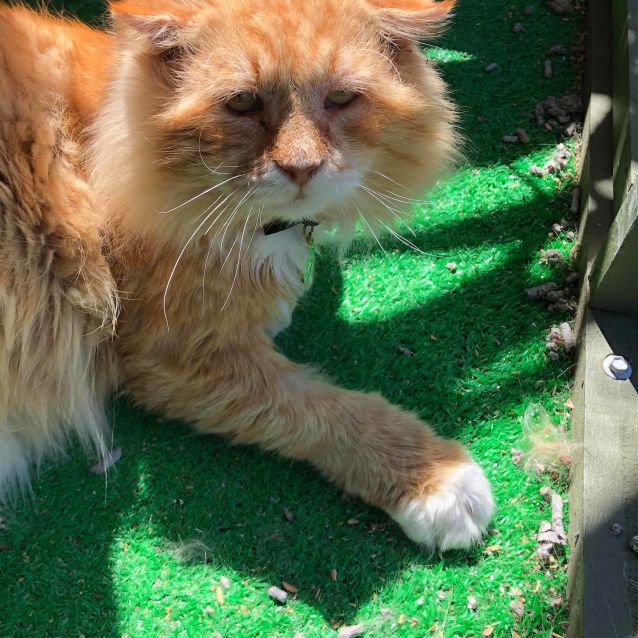 Photo of Foster Home Needed For Loving Old Man :)