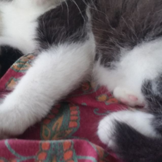 Photo of Mocha 