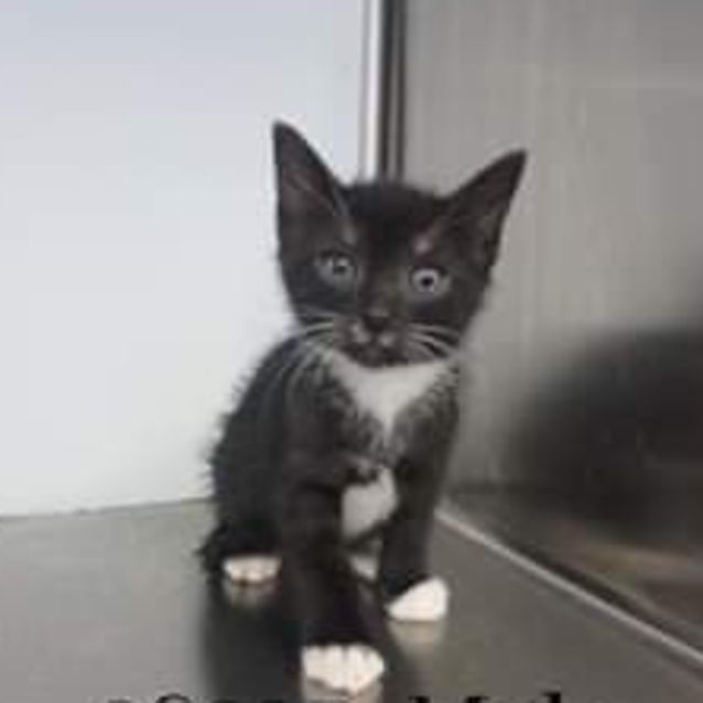 Photo of Bandit