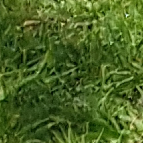 Lettuce