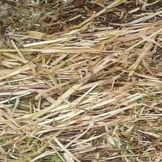 Photo of Casanova  The Little Lover