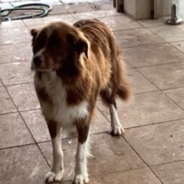 Photo of Bo