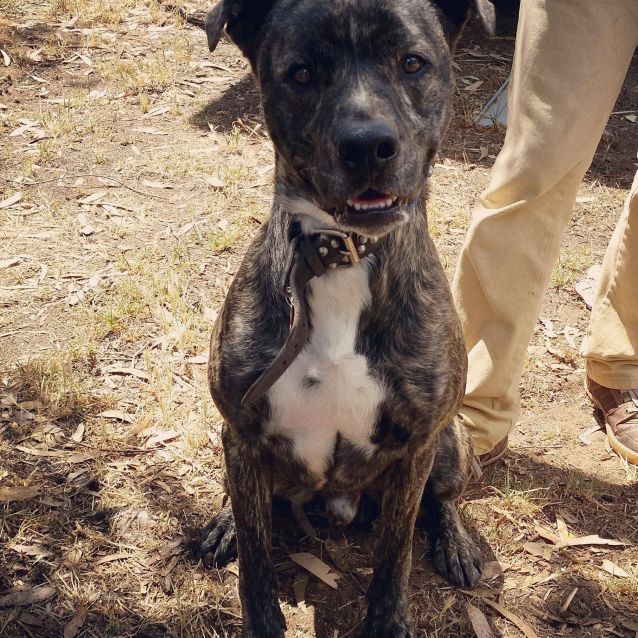 Photo of Caesar **Adopted**