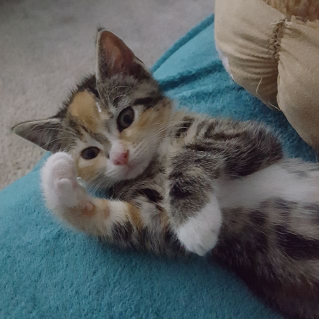 Photo of Wanda  ^Dandy Cat Rescue^
