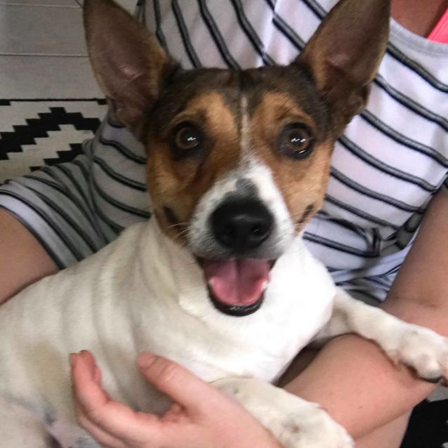 Photo of Milo