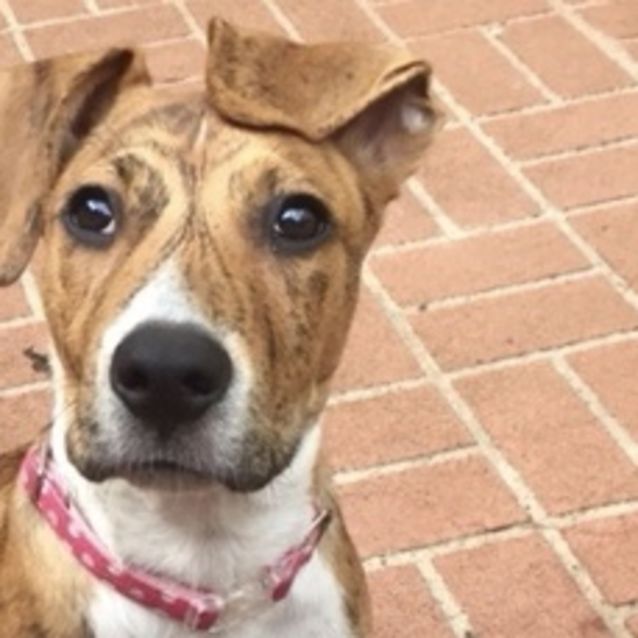 Photo of Lulu (On Adoption Trial)