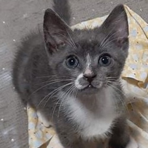 Tom