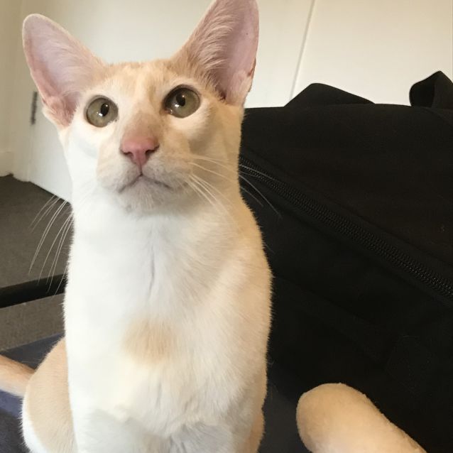 Photo of Angus