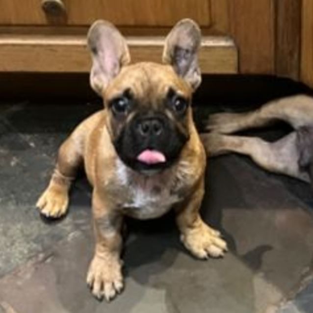Photo of Chewie 