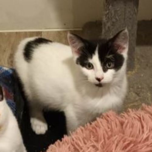 Canis ** 2nd Chance Cat Rescue**