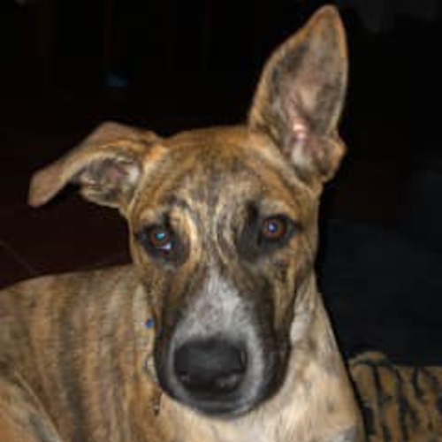 Harvey