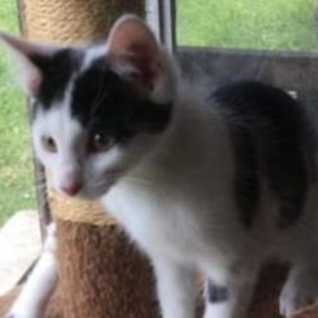 Photo of Simba   Reduced Adoption Fee