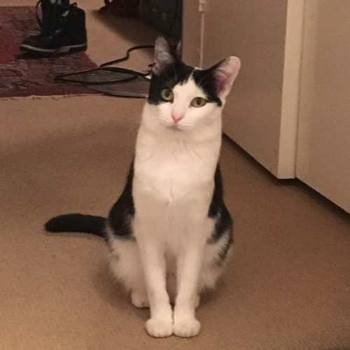 Pandora to be adopted with Finn