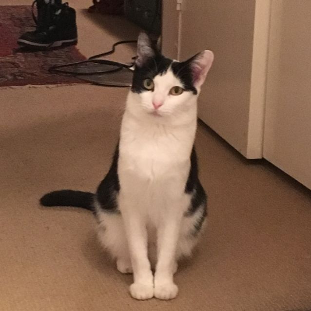 Photo of Pandora To Be Adopted With Finn