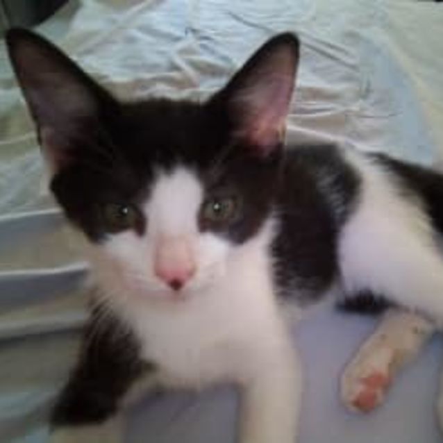 Photo of Panda