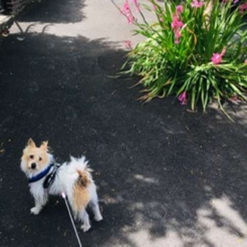 Franco