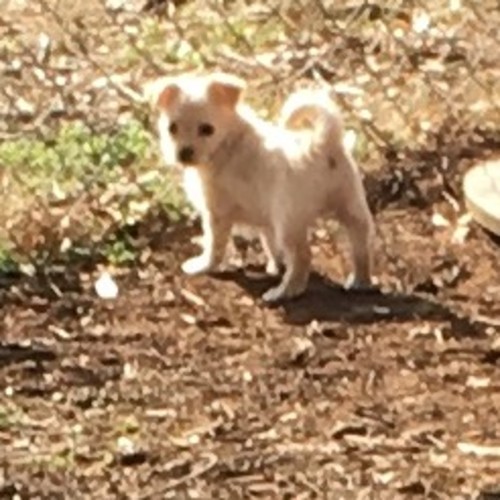 Pixie