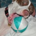 Photo of Arabella (Md0006) *Adoption Pending*