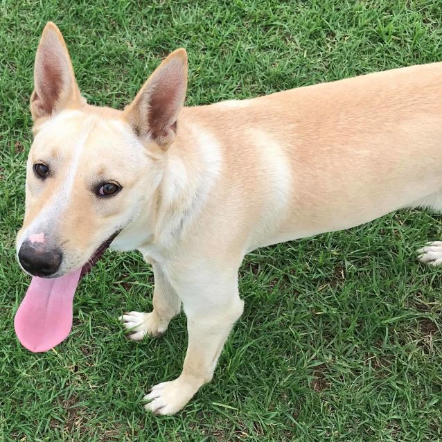 Cobba Dingo X Medium Male Dingo Mix Dog In NSW PetRescue cobba-dingo-x-medium-male-dingo-mix-dog-in-nsw-petrescue
