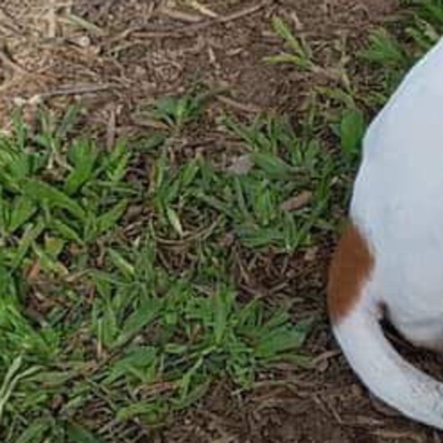 Photo of Delilah 
