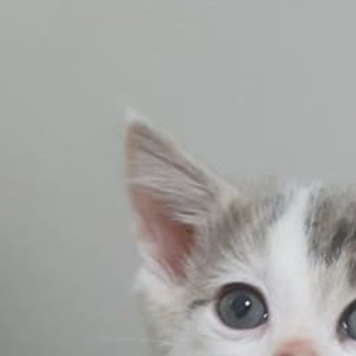 Melody **2nd Chance Cat Rescue**