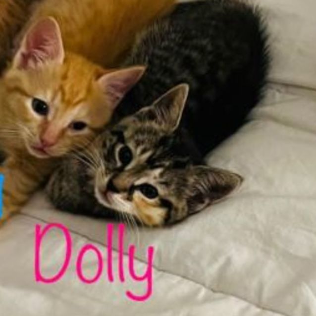 Photo of Dolly 